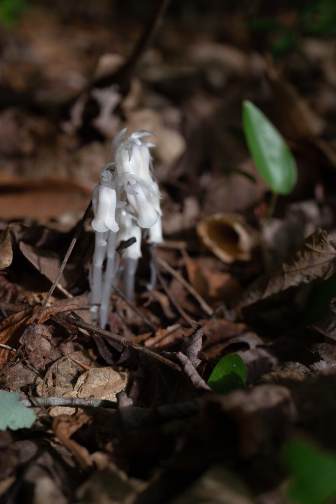 The flower spike grows next to a Canadian mayflower.