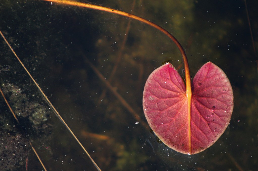Upside down lily lead.