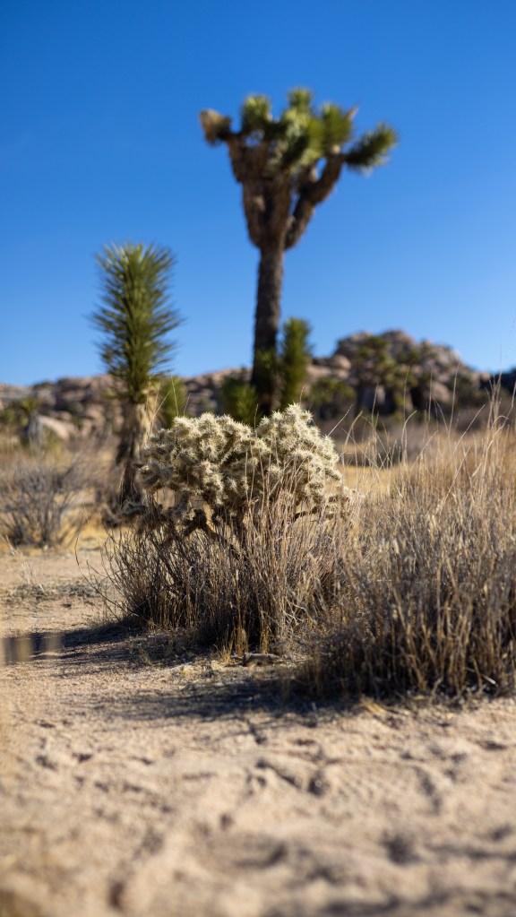 Cholla with Joshua Trees