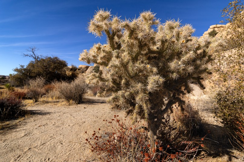 Giant Cholla specimen